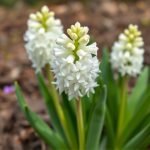 WSZYSTKIEGO NAJLEPSZEGO W DNIU KOBIET